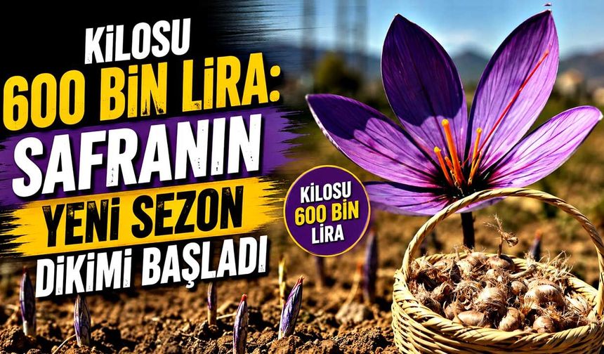 Kilosu 600 bin lira: Safranın yeni sezon dikimi başladı