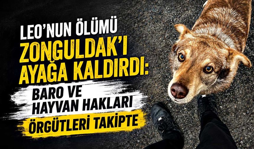 Leo’nun Ölümü Zonguldak'ı ayağa kaldırdı: Baro ve Hayvan Hakları örgütleri takipte