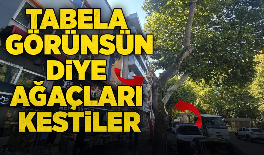 Tabela görünsün diye ağaçları kestiler
