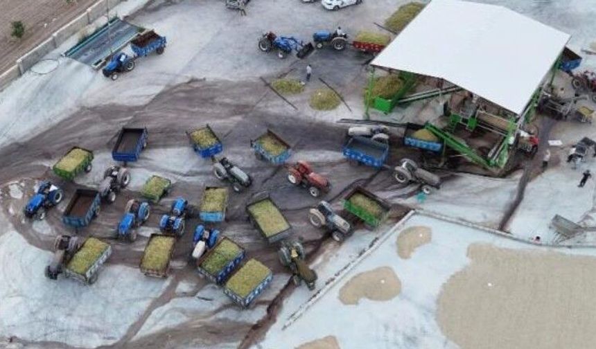 Urfa Keten Köyneği fıstığı tesislerde işlenmeye başladı