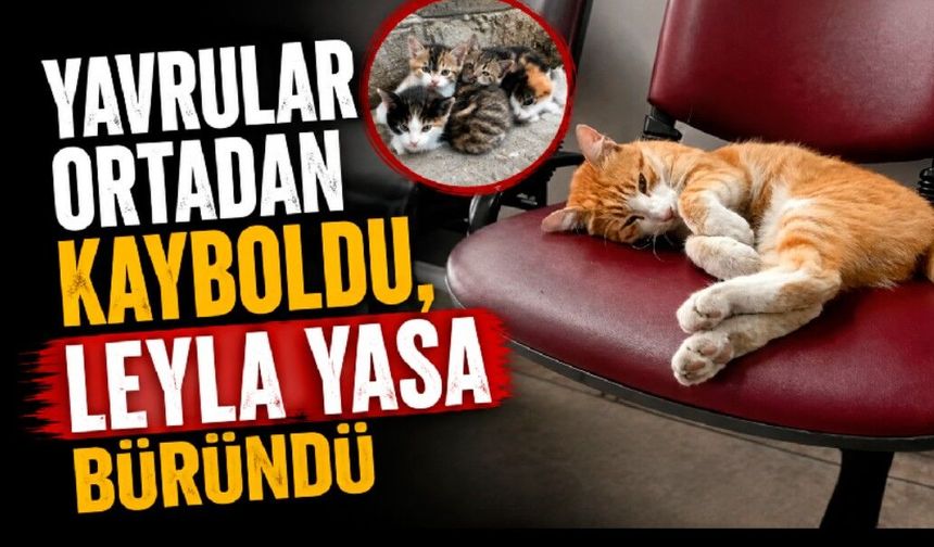 Leyla yataklara düştü