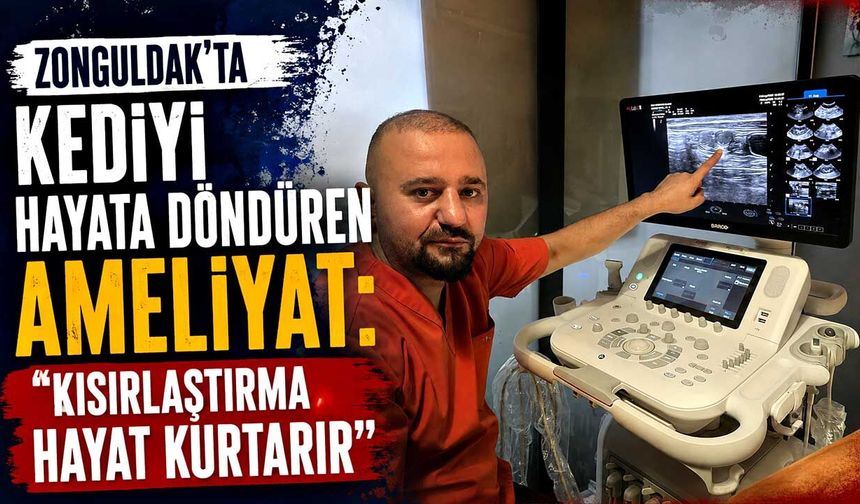 Zonguldak'ta kediyi hayata döndüren ameliyat: "Kısırlaştırma hayat kurtarır"