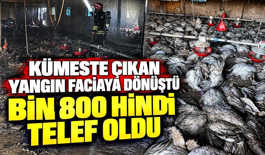 Kümeste çıkan yangın faciaya dönüştü; Bin 800 hindi telef oldu