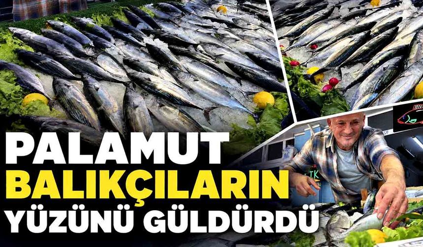 Balıkçıların yüzünü palamut bolluğu güldürdü