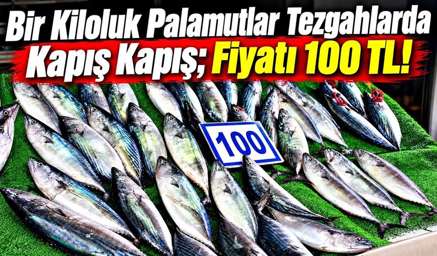 Bir Kiloluk Palamutlar Tezgahlarda Kapış Kapış; Fiyatı 100 TL!
