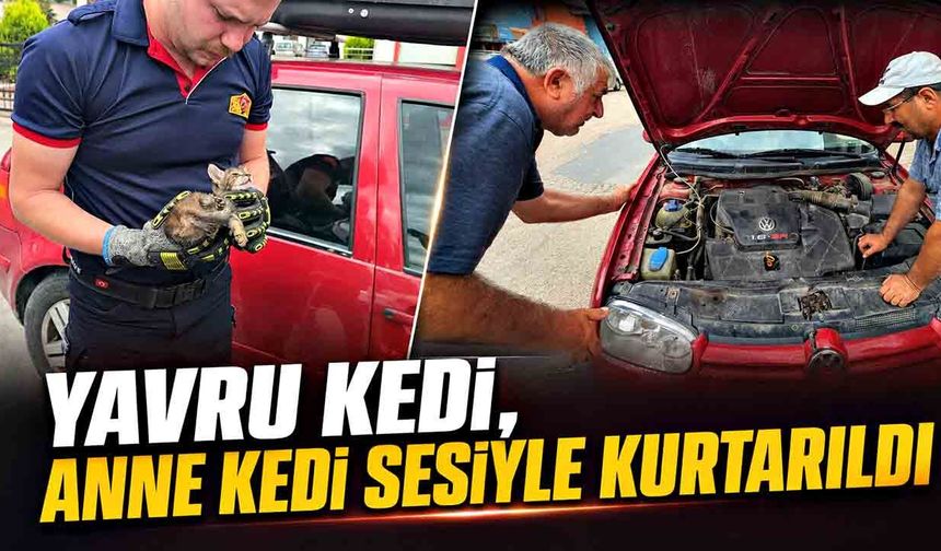 Otomobilin motoruna yavru kedi girdi, telefondan açılan anne kedi sesiyle kurtarıldı