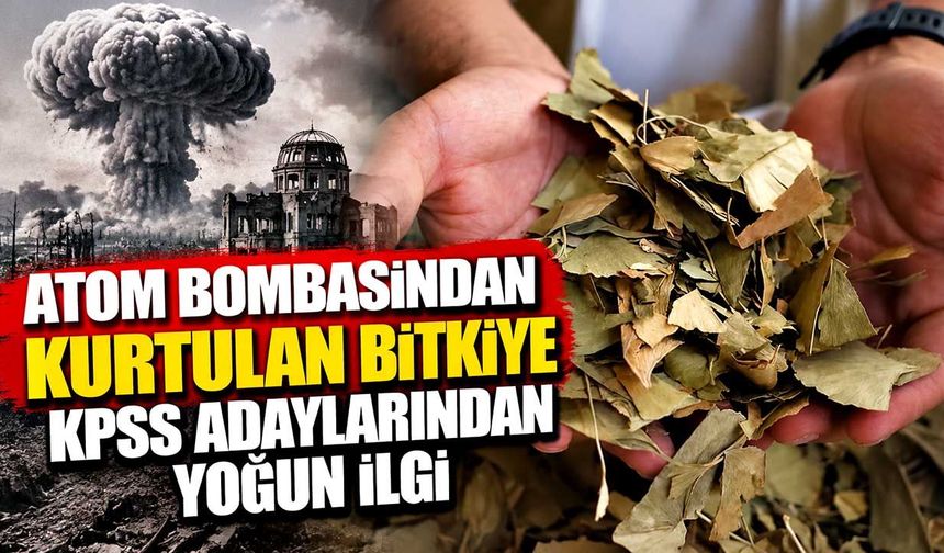 Atom bombasından kurtulan bitkiye KPSS adaylarından yoğun ilgi
