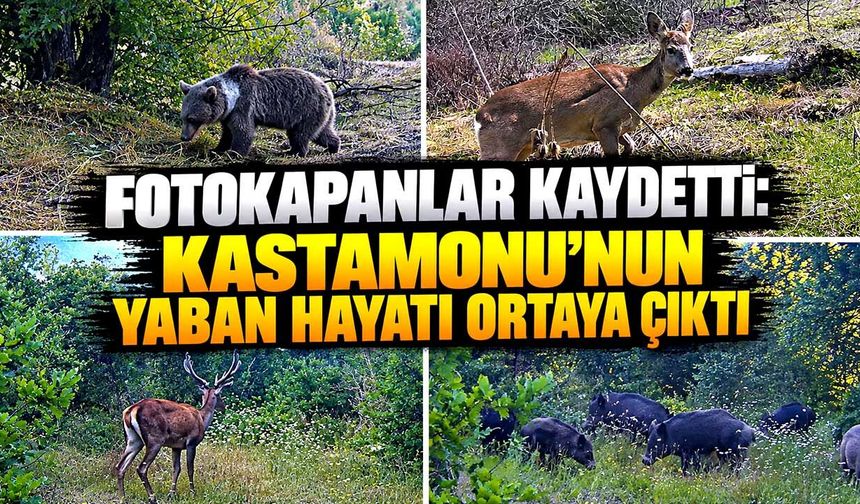 Kastamonu’da yaban hayatı fotokapanlara böyle yansıdı