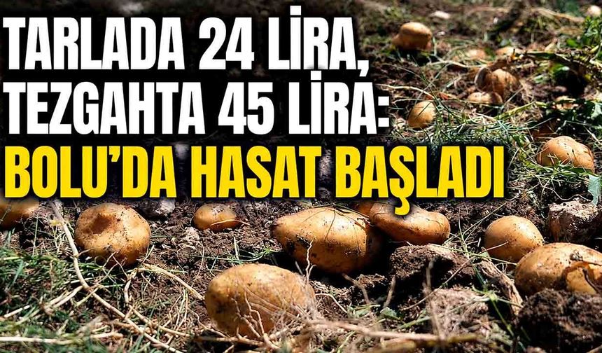 Tarlada 24 lira, tezgahta 45 lira: Bolu’da hasat başladı