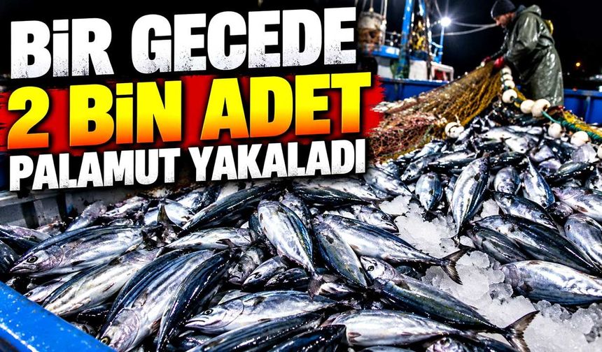 Bir gecede 2 bin adet palamut yakaladı