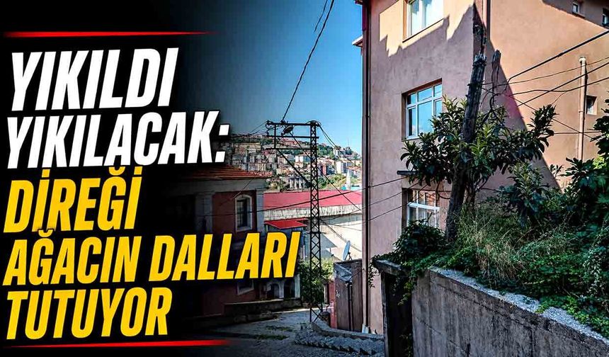 Yıkıldı yıkılacak: Direği ağacın dalları tutuyor
