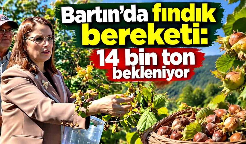 Bartın’da fındıkta yüzler gülüyor: Rekolte 14 bin tona çıkacak