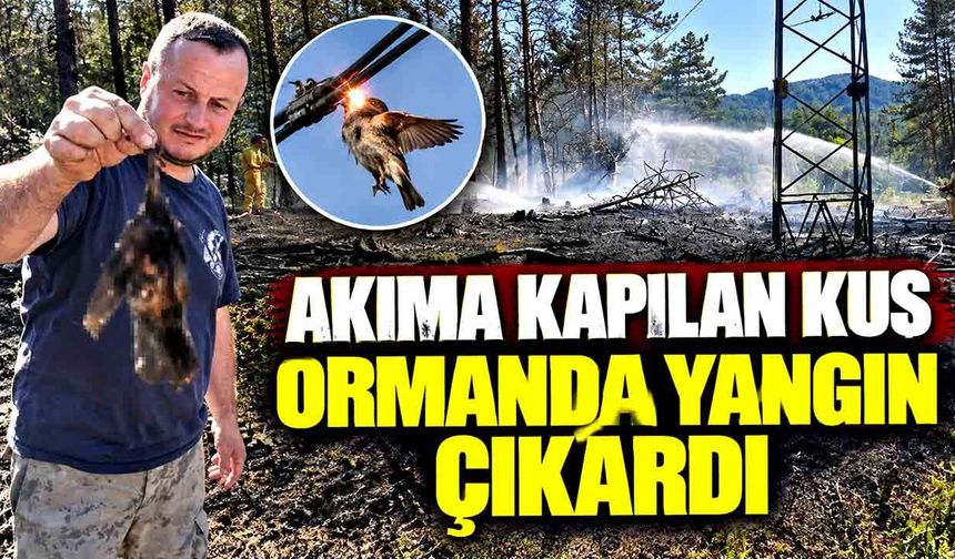 Akıma kapılan kuş ormanda yangına neden oldu