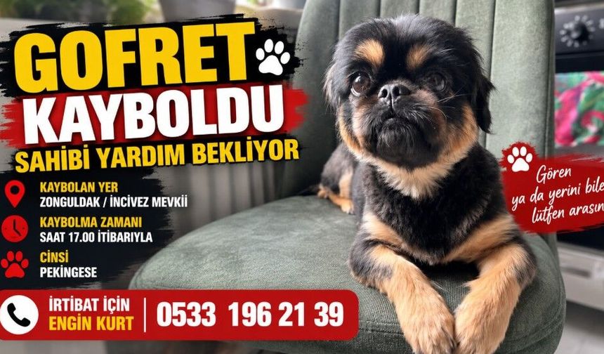 Zonguldak’ta Gofret isimli köpek aranıyor