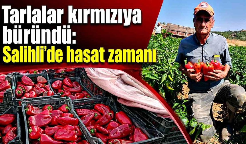 Tarlalar kırmızıya büründü: Salihli’de hasat zamanı