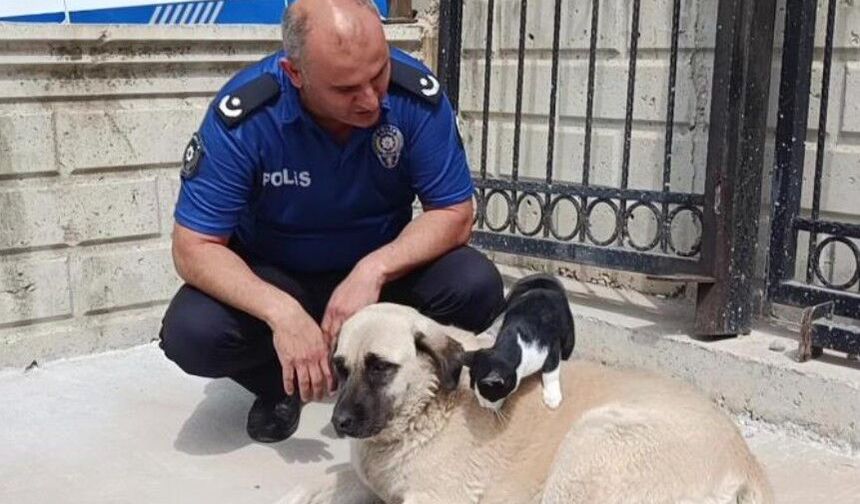 Köpeği annesi sanan kedi şaşırtıyor
