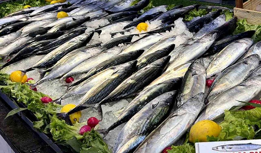 Kastamonu'da palamut bolluğu: Tanesi 75 TL'ye satılıyor