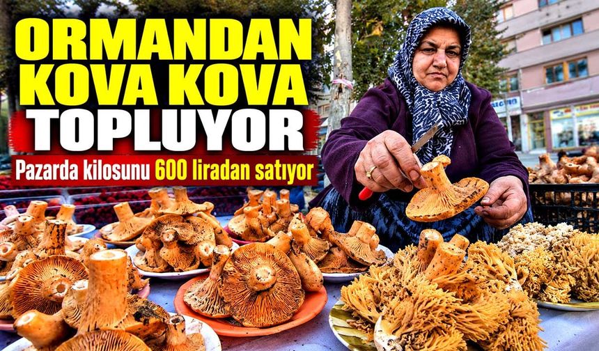 Ormandan kova kova topluyor, pazarda kilosunu 600 liradan satıyor