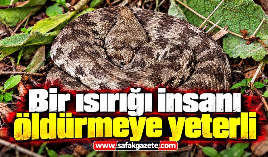 Bir ısırığı hayati tehlike taşıyor! Köyde görüntülendi