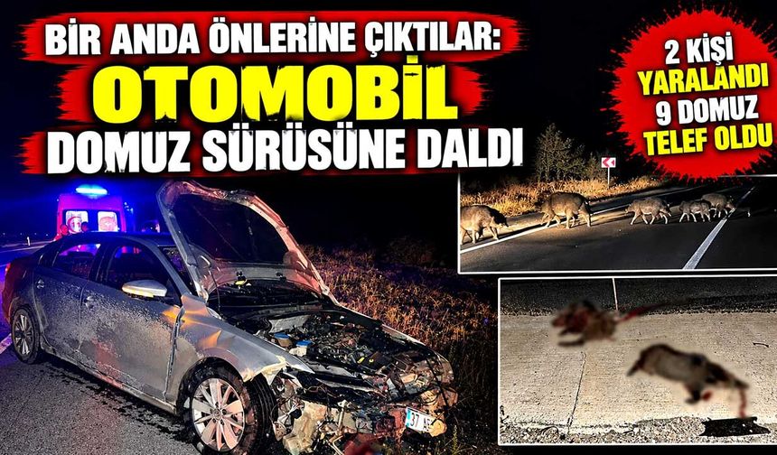 Bir anda önlerine çıktılar: Otomobil domuz sürüsüne daldı