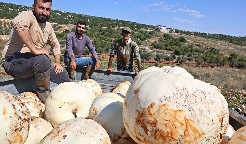 30 kiloluk dev kabakların hasadı başladı!
