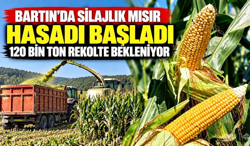 Bartın’da silajlık mısır hasadı başladı: 120 bin ton rekolte bekleniyor