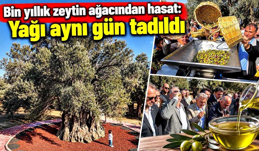 Bin yıldır ürün veriyor: Zeytinleri toplandı, yağı hemen sıkıldı