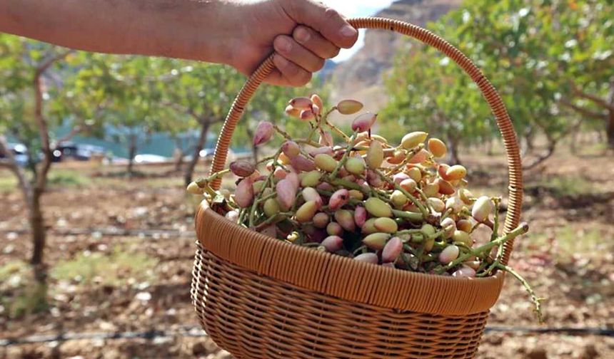 Siirt’in fıstığı, kültürü ve doğası festivalde buluştu