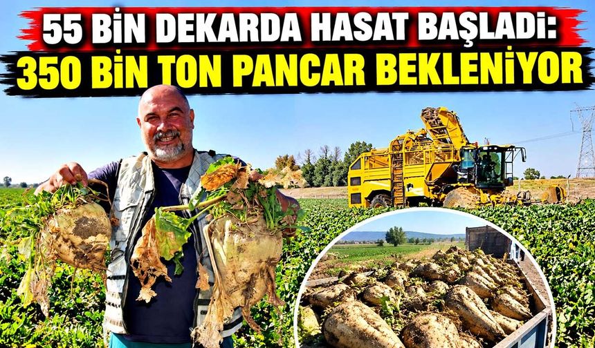 Amasya’da şeker pancarı hasadı başladı, 350 bin ton rekolte bekleniyor