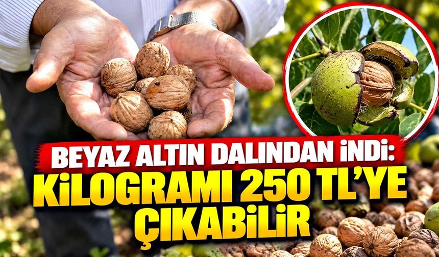Beyaz altın dalından indi: Kilogramı 250 TL’ye çıkabilir