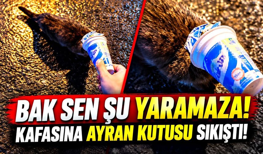 Bak sen şu yaramaza! Kafasına ayran kutusu sıkıştı!