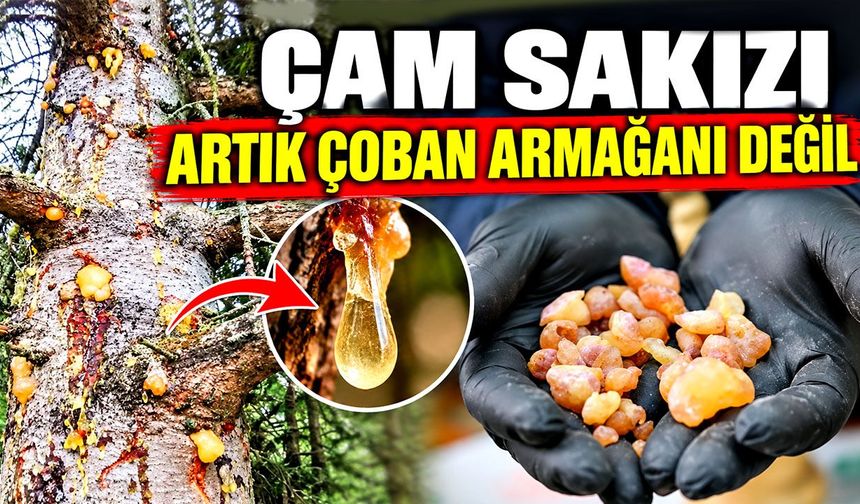 Çam sakızı artık çoban armağanı değil