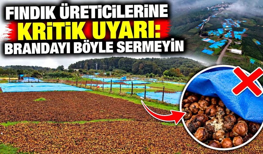 Fındık üreticilerine kritik uyarı: Brandayı böyle sermeyin
