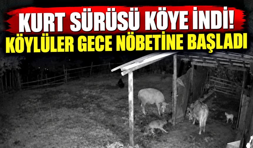 Kurt sürüsü köye indi! Köylüler gece nöbetine başladı