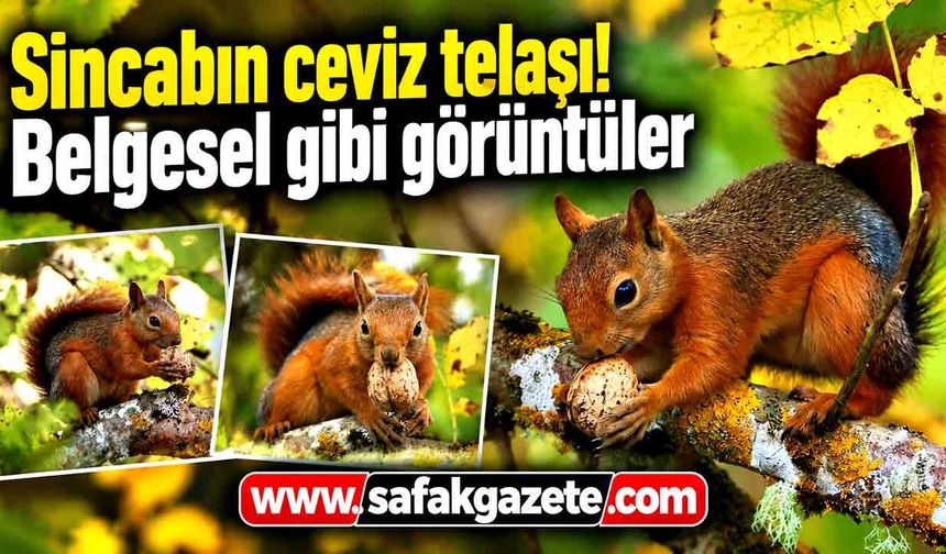 Sincabın ceviz telaşı! Belgesel gibi görüntüler