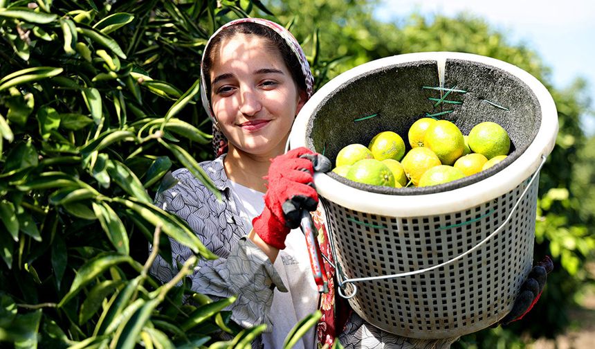 Limon 5 liraya, mandalina 7 liraya düştü! Üretici zor durumda
