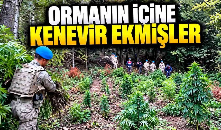 Ormanlık alana kenevir ekmişler: 1 kişi tutuklandı