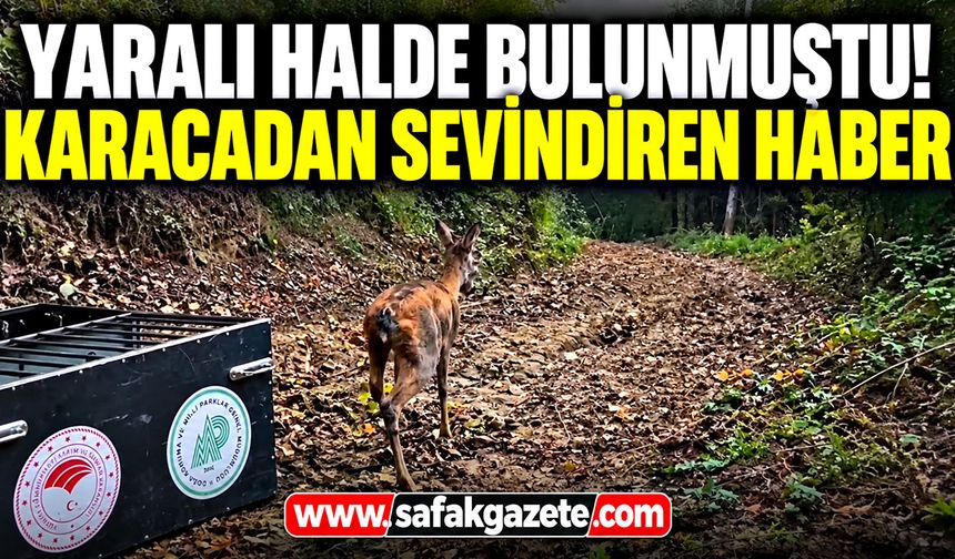 Yaralı halde bulunmuştu! Karacadan sevindiren haber