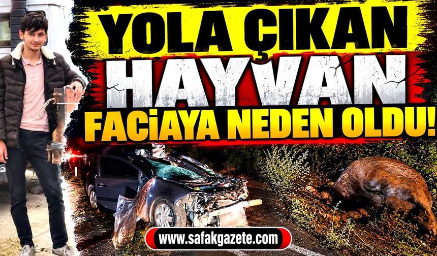 Yola çıkan hayvan faciaya neden oldu! 1 ölü