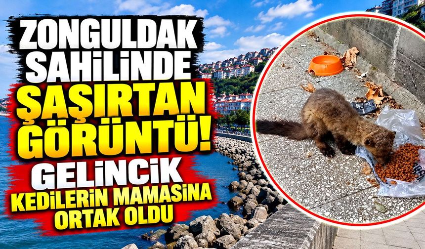 Zonguldak sahilinde şaşırtan görüntü! Gelincik kedilerin mamasına ortak oldu