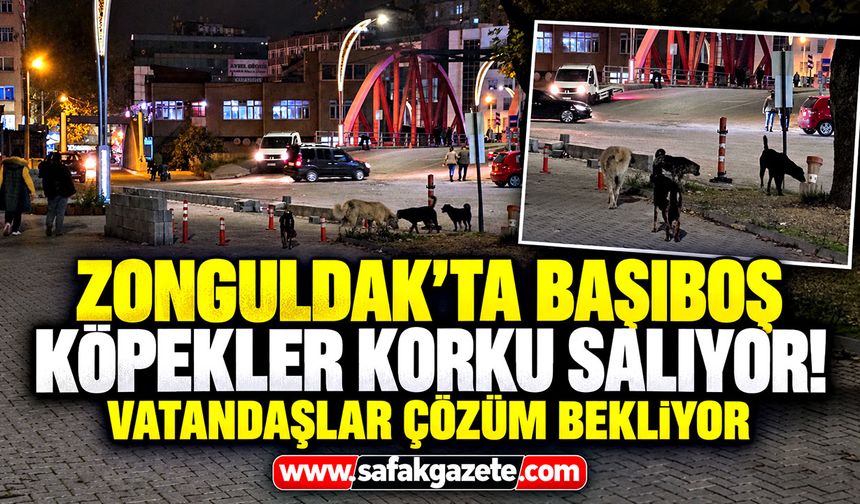 Zonguldak’ta başıboş köpekler korku salıyor! Vatandaşlar çözüm bekliyor