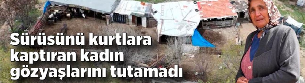 Sürüsünü kurtlara kaptıran kadın gözyaşlarını tutamadı: "Hepsi evladım gibiydi"