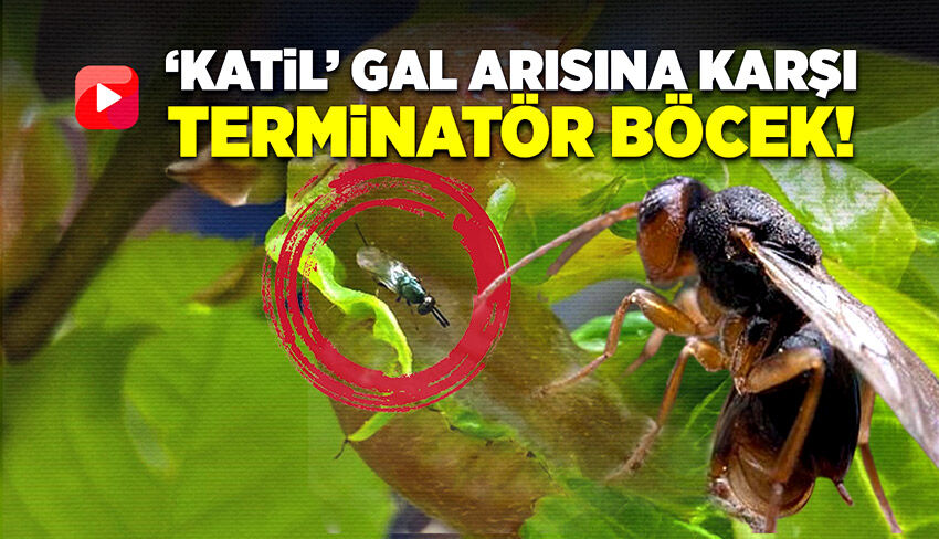 ‘Katil’ Gal arısına karşı terminatör böcekleri devreye sokuldu