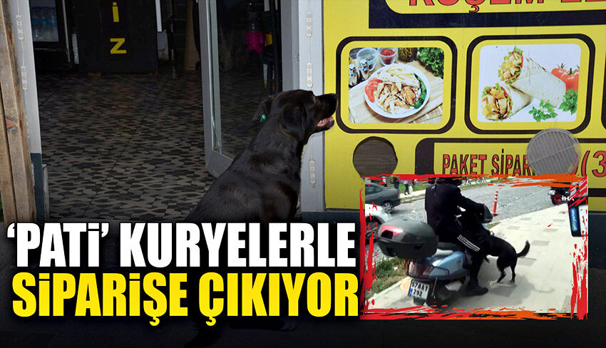 ‘Pati’ isimli köpek kuryelerle sipariş teslimatına çıkıyor