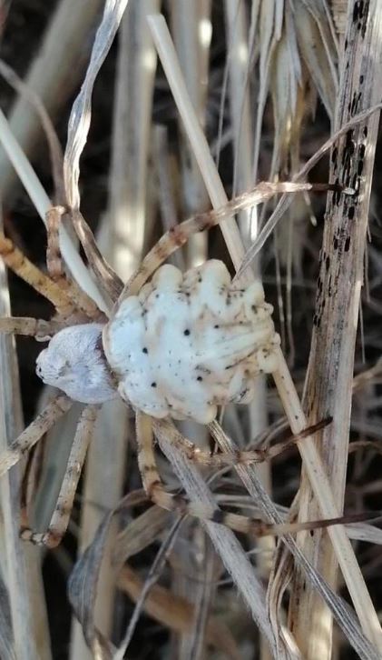 sivas zehirli örümcek-1