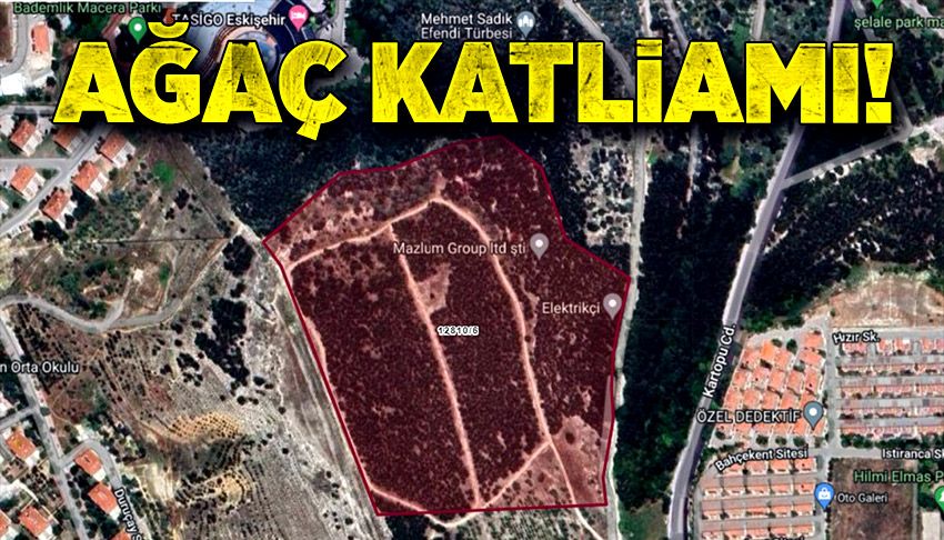 'Ağaç katliamına' açıklama: 'Sadece 76 ağaç kesildi'"