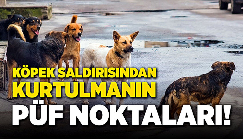 Sokakta köpek saldırısından kurtulmanın püf noktaları!