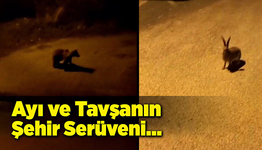 Ayı ve tavşanın şehir serüveni