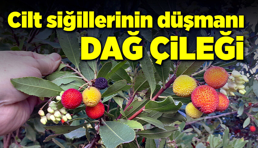 Dağ çileğiyle cilt siğilleri son buluyor