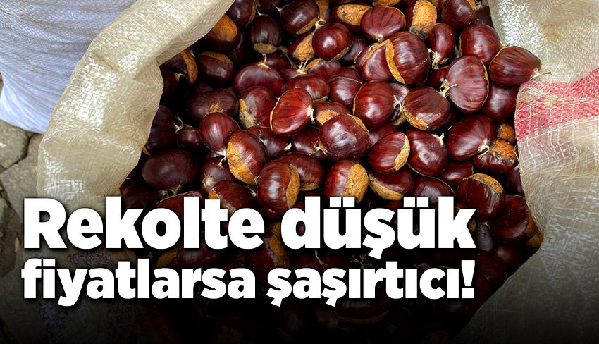 Kestanede rekolte düşük, fiyatlarsa şaşırtıcı